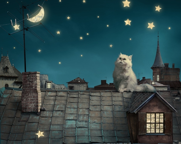 波斯白猫小猫童话幻想晚
