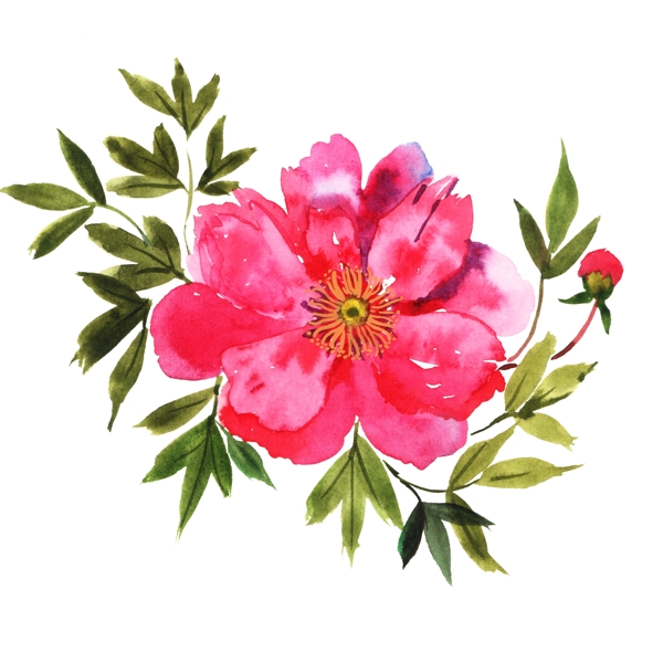 粉红色的花朵手绘插画