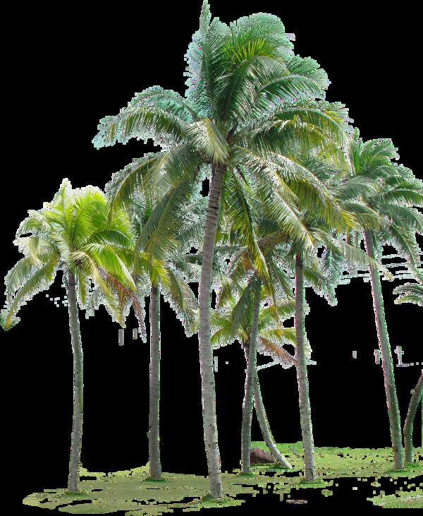 自然清新绿色椰子树产品实物