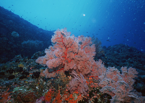 珊瑚海水底风景