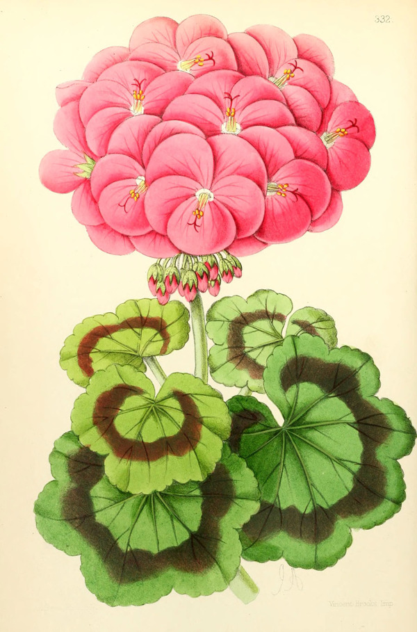 植物插畫(huà)