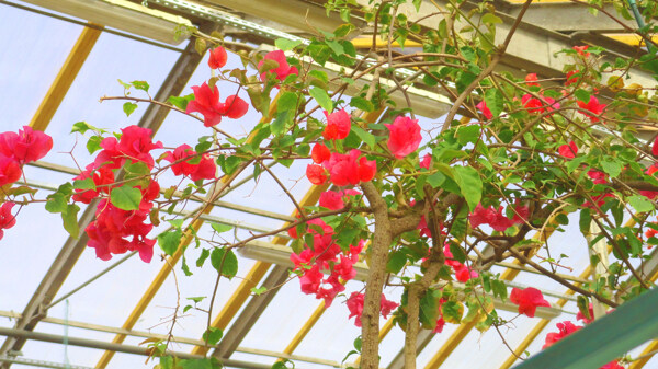 紅色花朵圖片