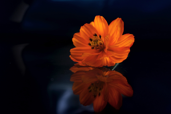硫華菊