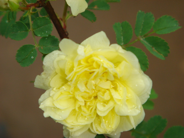 黃色薔薇圖片