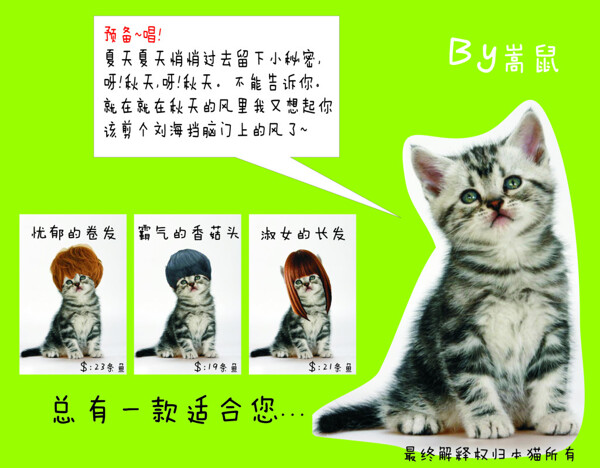 萌貓一只