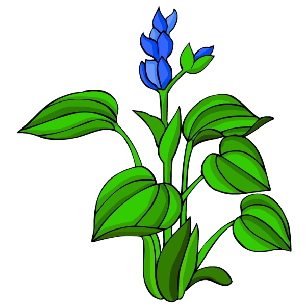 花卉古典插畫
