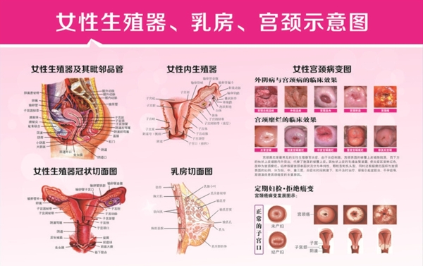 女性生殖器解剖图