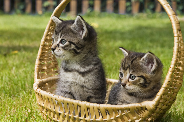 篮子里的可爱猫咪图片