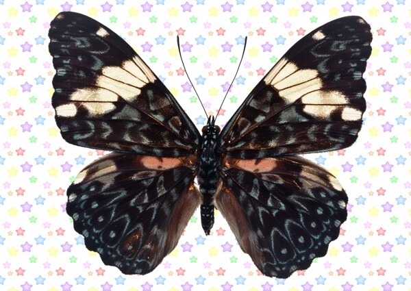 黑白色蓝圈圈纹理蝴蝶图片