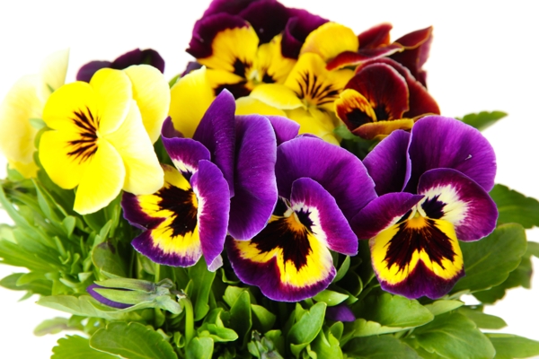 紫色和黄色蝴蝶兰图片