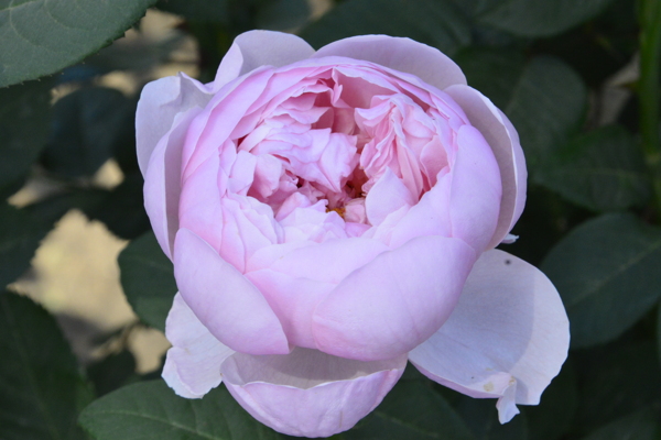 月季花