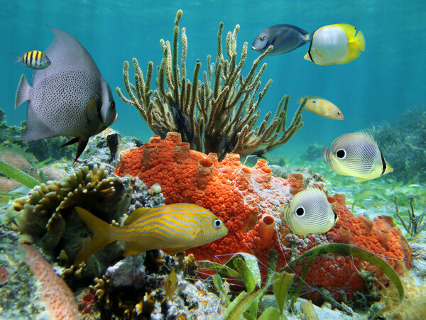 珊瑚與魚(yú)