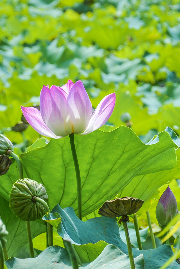 荷花