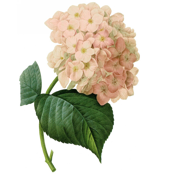位圖藝術(shù)效果水彩花卉免費(fèi)素材