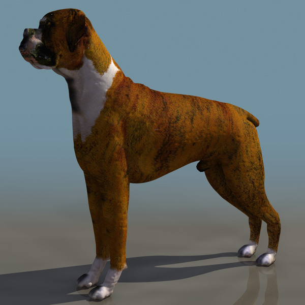 兇猛的斗犬