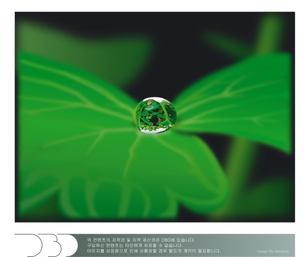 水樹葉