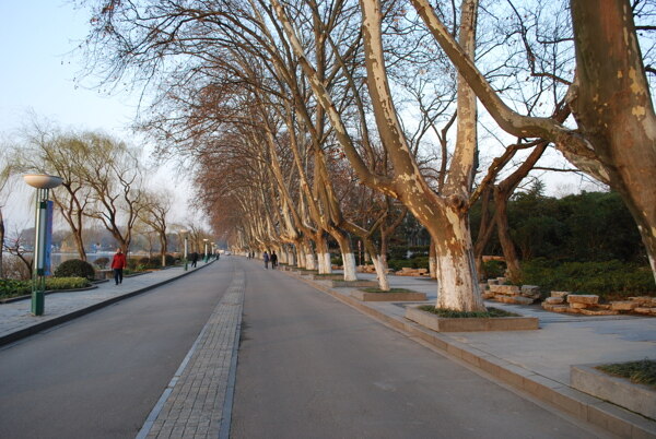 街道和树木