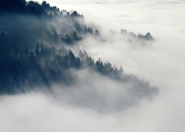 高清云雾森林图片