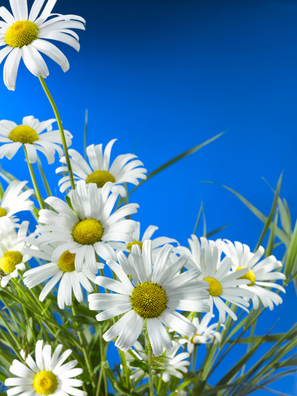 白色雏菊花卉高清摄影图片