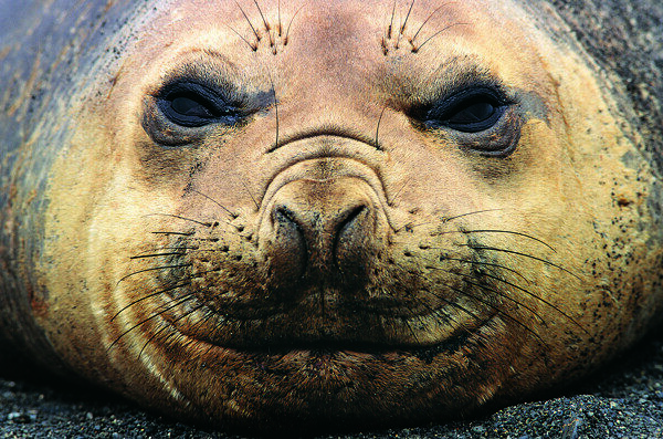 成年海狮图片