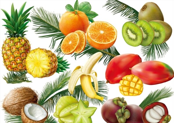热带水果集合和棕榈矢量素材