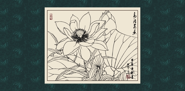 白描荷花圖片