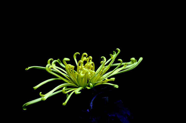北京植物園菊花