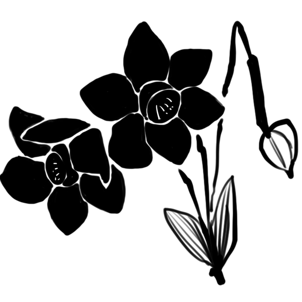 黑色君子兰花朵插图