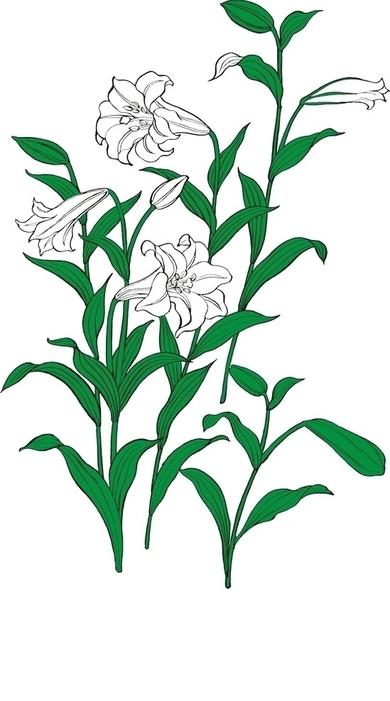 百合花圖片