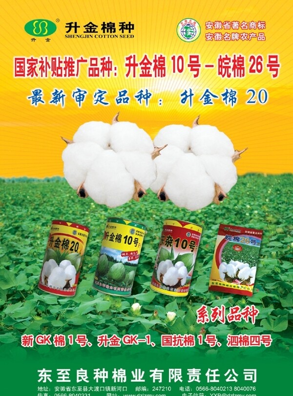 棉花種圖片