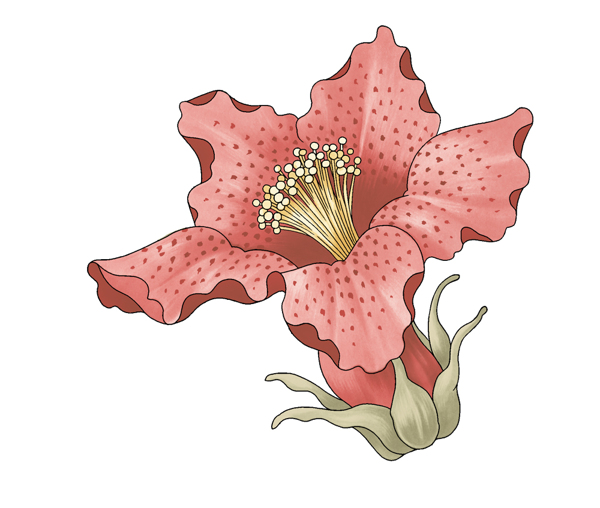 位圖成熟優(yōu)雅女裝T恤圖案毛衫印花優(yōu)雅植物免費(fèi)素材