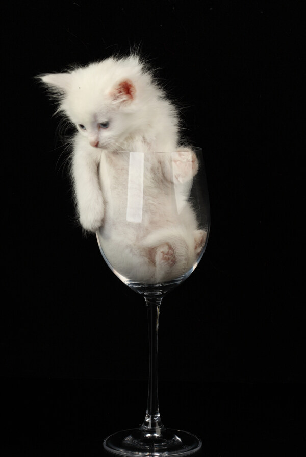 酒杯里的小白猫