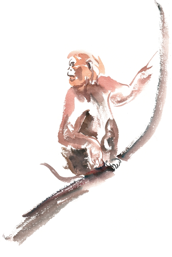警觉的猴子水彩画PNG免抠素材