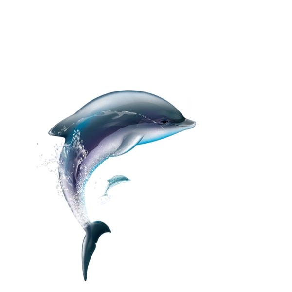 海豚