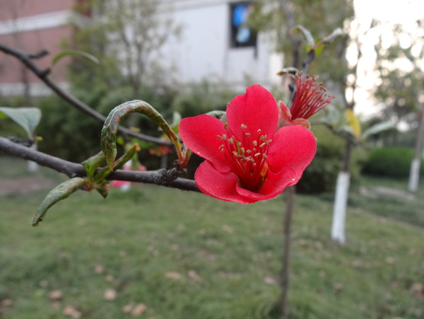 海棠花圖片