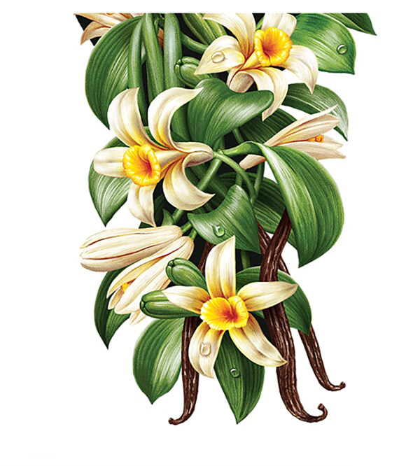 插畫花