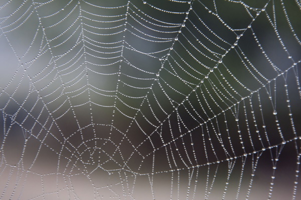 蜘蛛网上的露珠图片