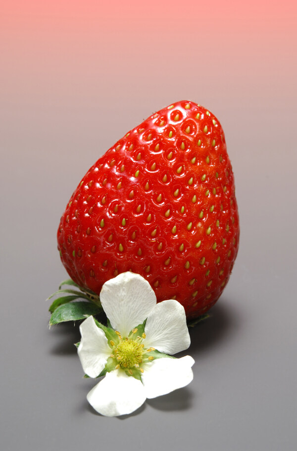 草莓清晰
