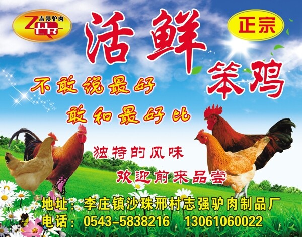 笨雞圖片