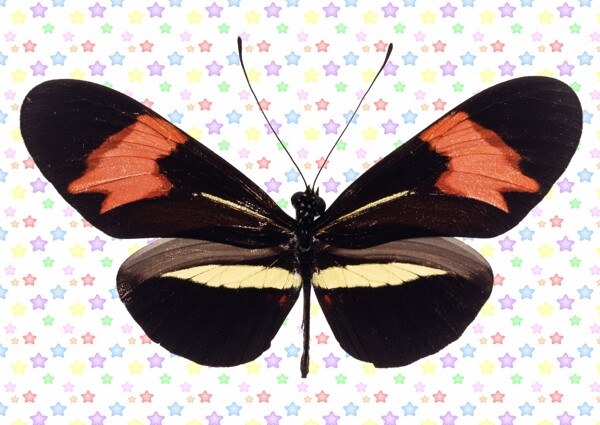 红黑白三色蝴蝶图片