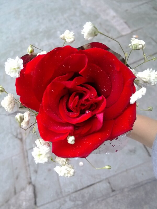一束花圖片