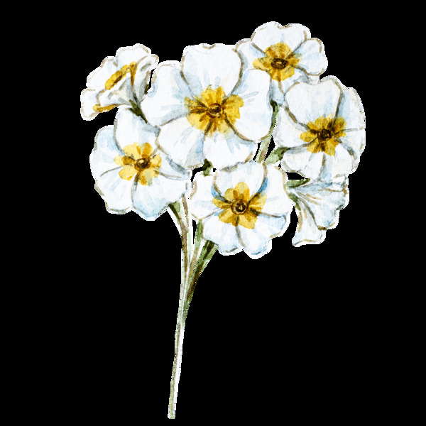 白兰花朵卡通透明素材