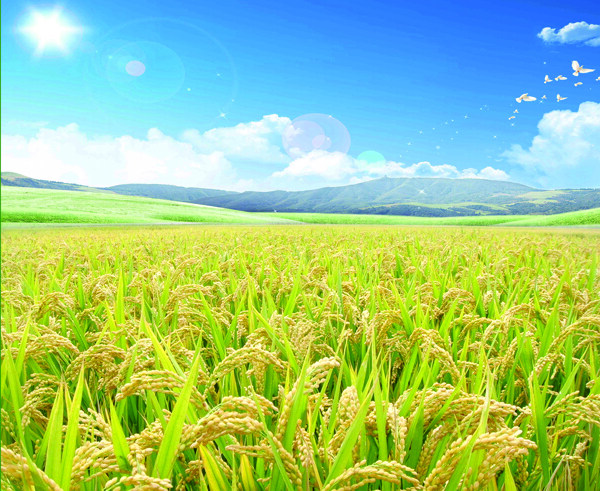 农业水稻场景