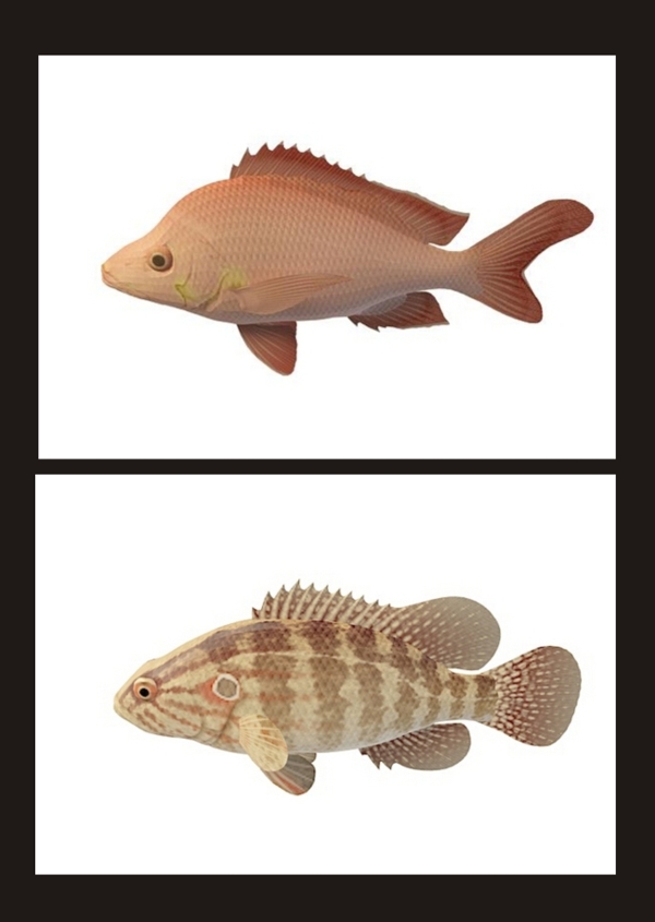 灰斑魚紅齒魚3d模型