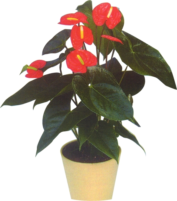 盆栽068植物素材
