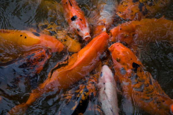 金魚特寫圖片