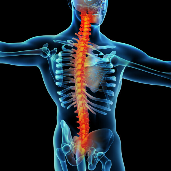 脊椎肌肉骨骼结构图片