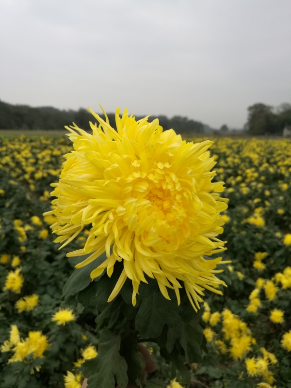 皇菊
