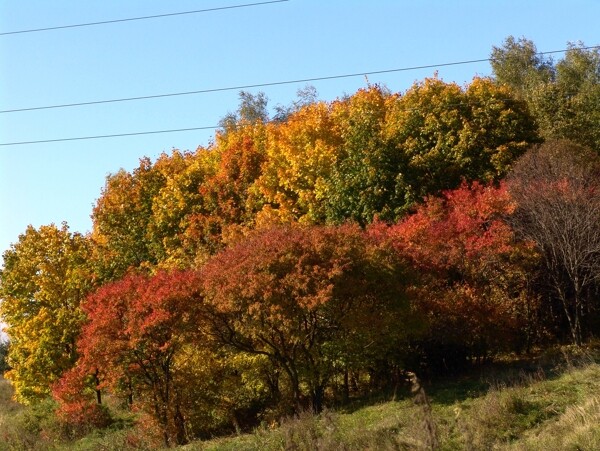 秋天枫树林自然景色