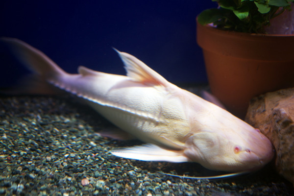 白鯰魚圖片
